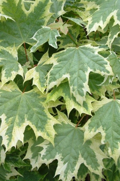 Клен гостролистий Друмонді | Acer platanoides Drummondii | Клён остролистный Друммонди